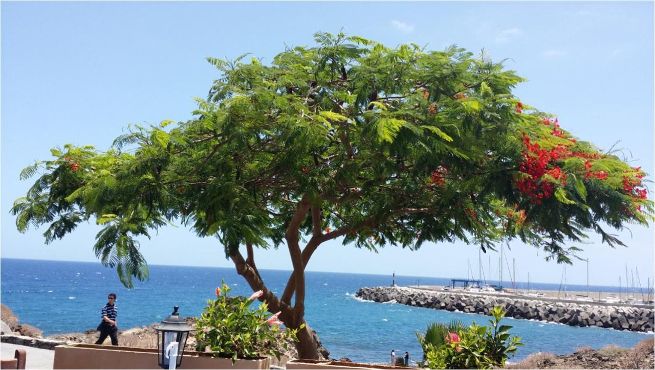 431 - Edif Aguamarina - Vacation Rental Home In The Coast Line Of Golf Del Sur سان ميغيل ذي أبونا المظهر الخارجي الصورة